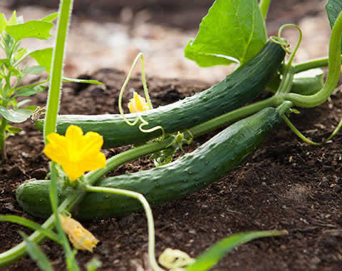 Product cucumber
