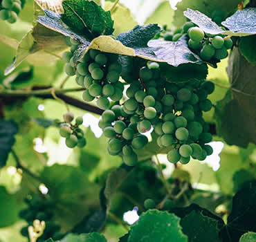 Product grapes